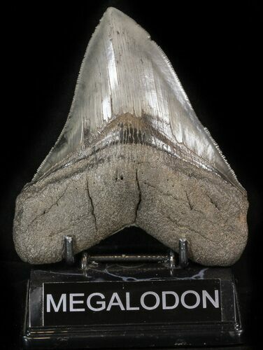 Serrated, Fossil Megalodon Tooth - South Carolina #41808